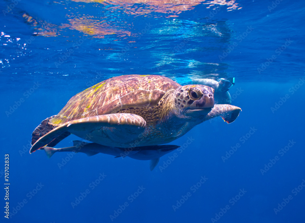 Obraz premium The turtle