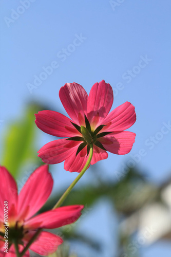 Red cosmos flower