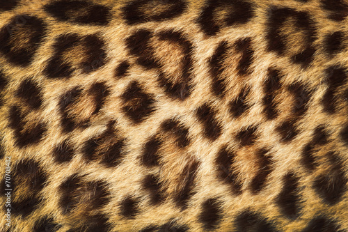 detail  skin  of  leopard