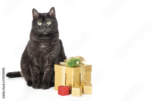 Katze und Weihnachten