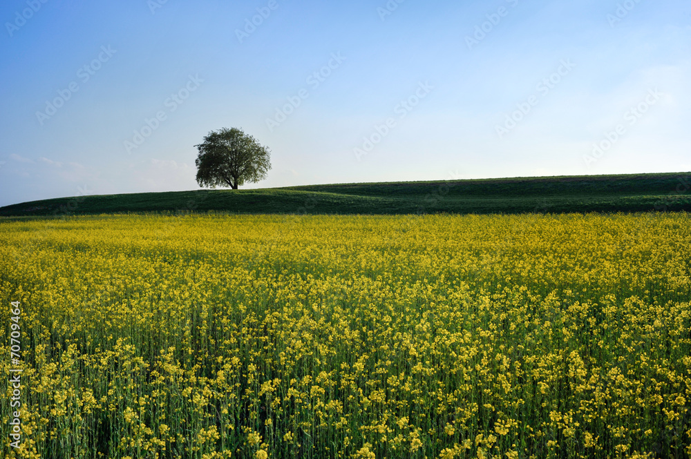 Single Tree in Fields