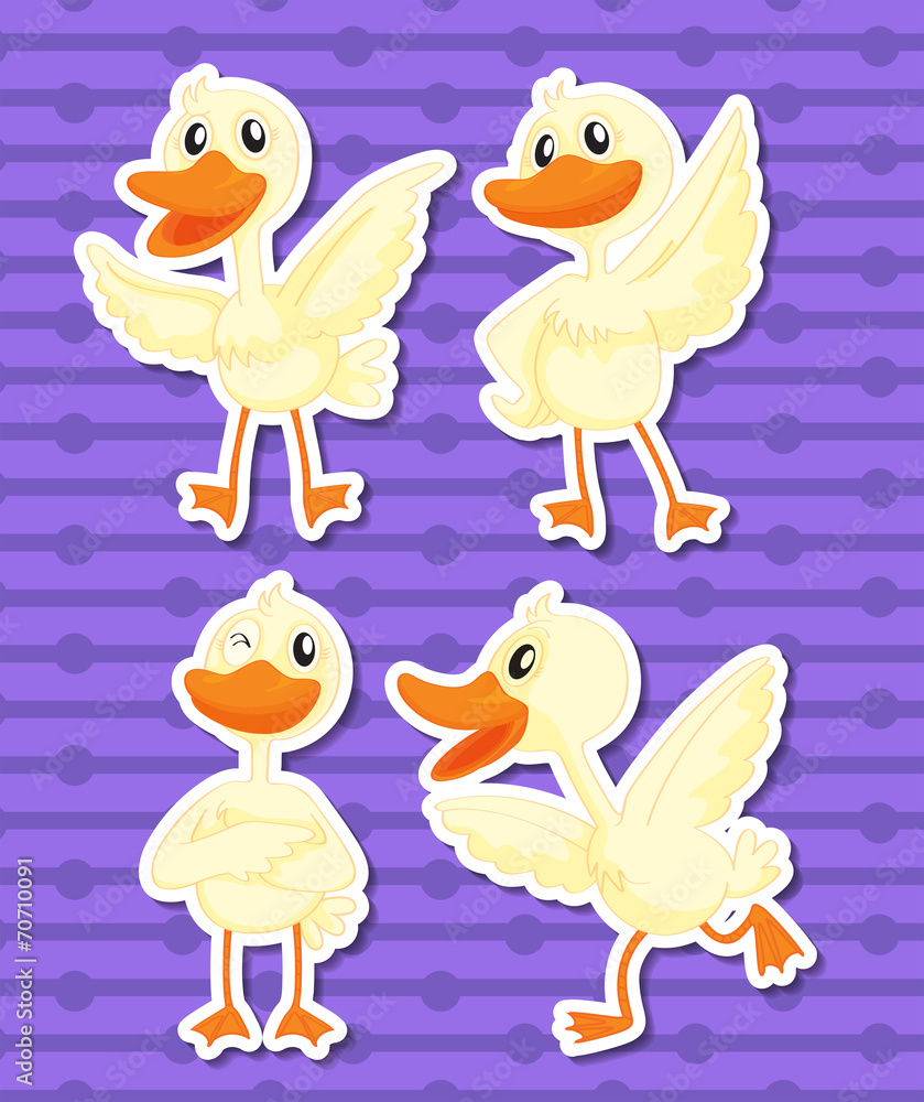 Fototapeta premium Duck