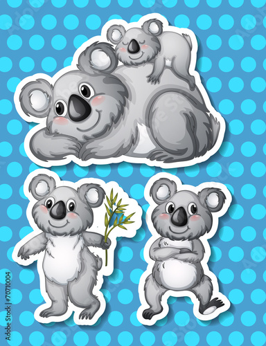 Koala