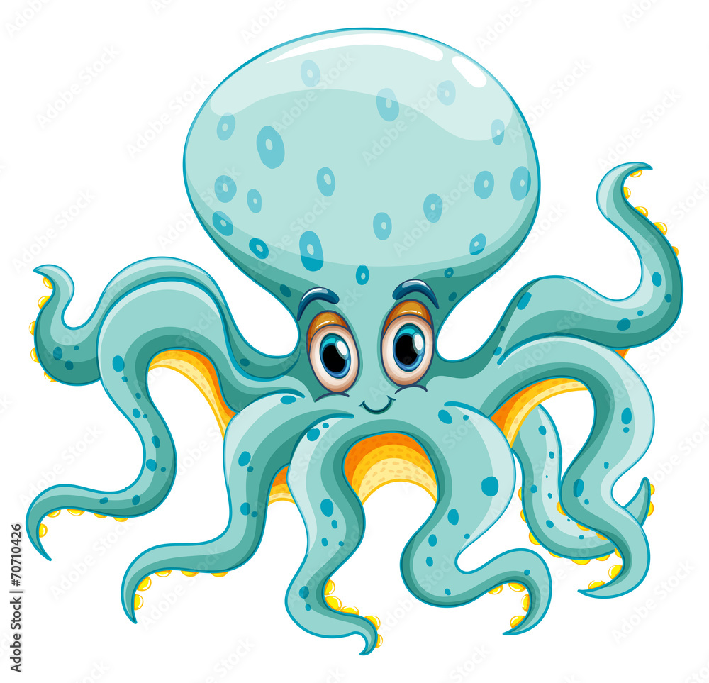 Octopus Octopus