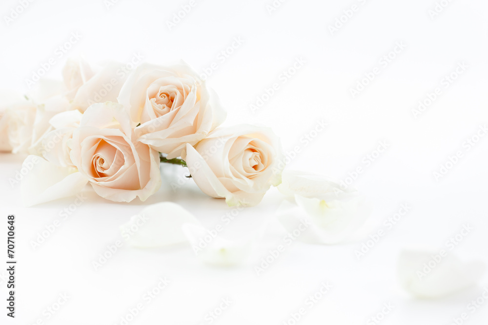 Fototapeta premium białe róże i płatki