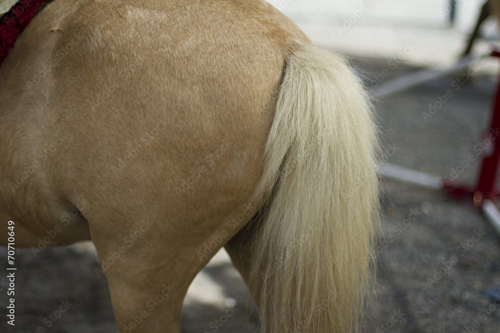 Horse s Ass Stock Photo Adobe Stock Horse s Ass Stock Photo Adobe Stock