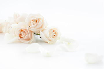 Poster Rozen Witte rozen met losse bloemblaadjes  © ISO101