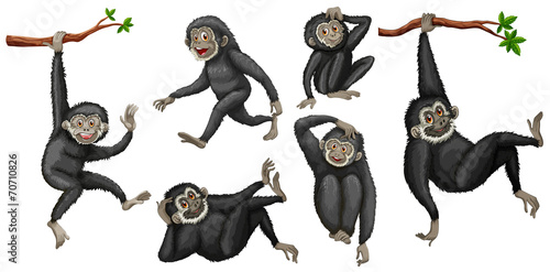 Gibbon set