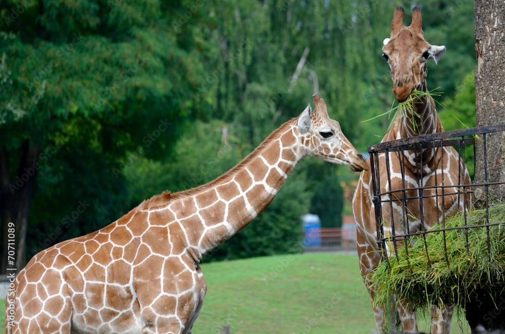 Naklejka premium Giraffes eating grass