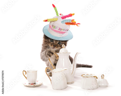 Fototapeta Naklejka Na Ścianę i Meble -  High tea asian kitten cat