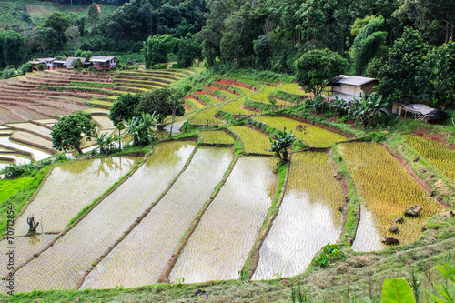 Rice field terraces in doi inthanon, Ban Pha Mon Chiangmai Thail
