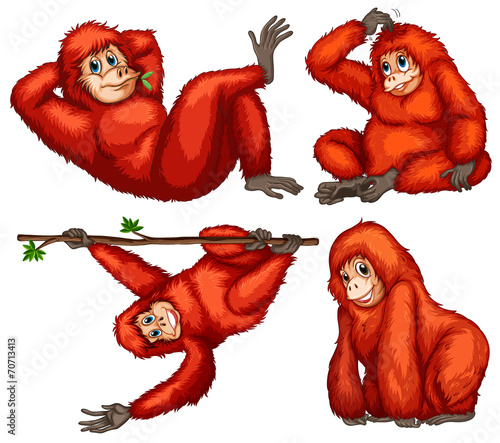 Orangutan
