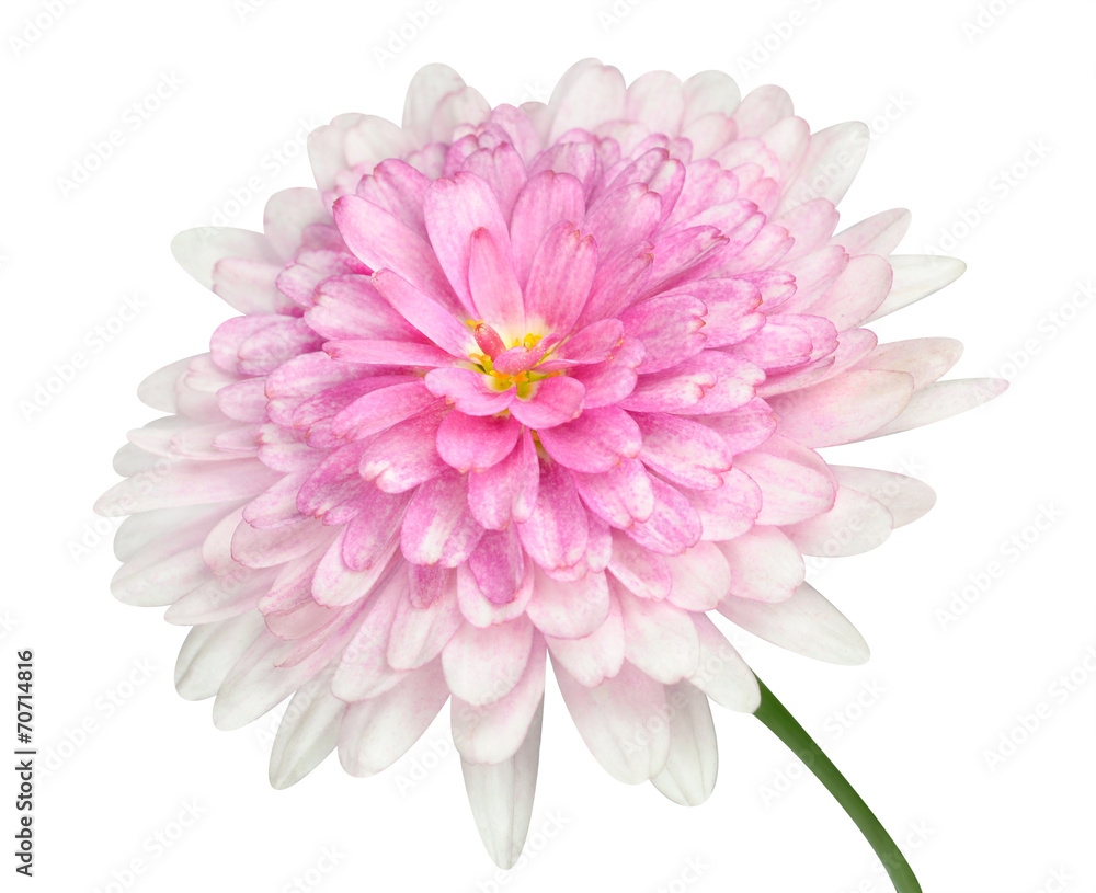Pink Dahlia Flower large center Isolated on white - obrazy, fototapety, plakaty 