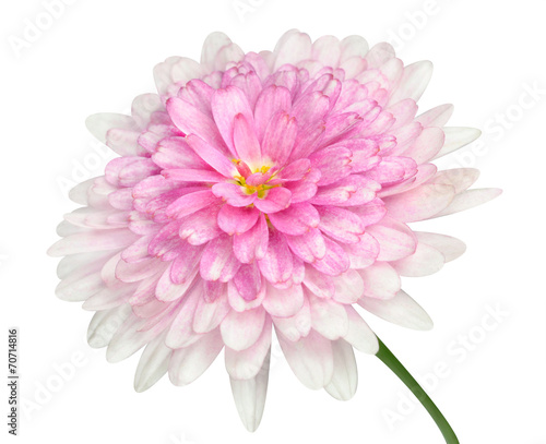 Pink Dahlia Flower large center Isolated on white