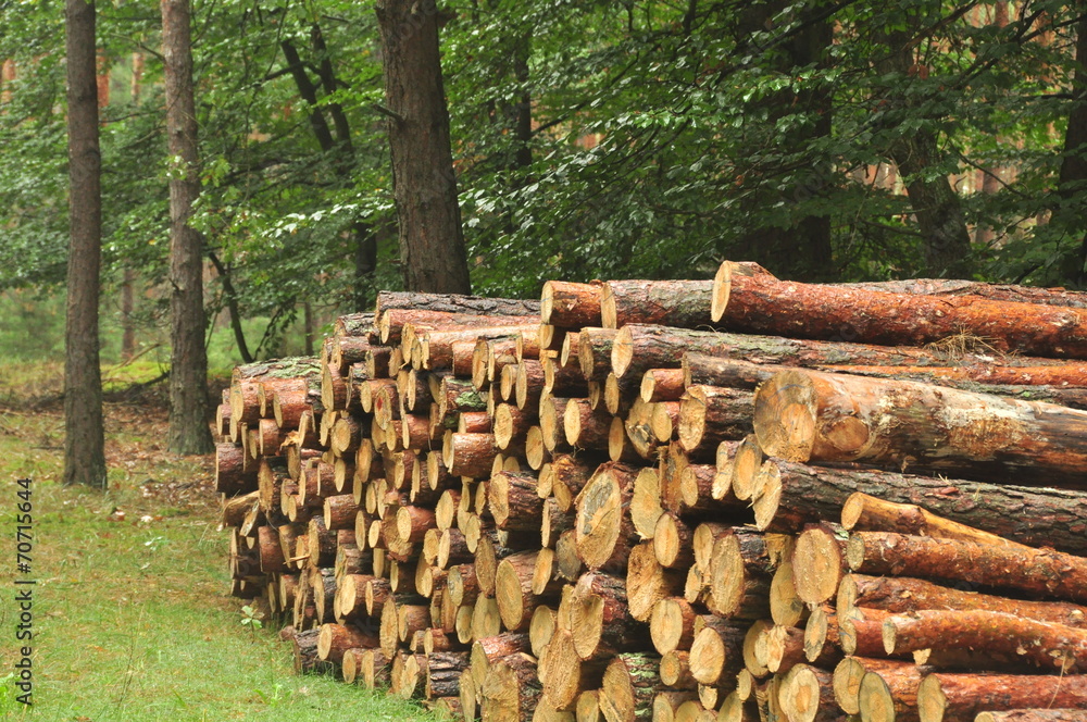 drewno wycinka