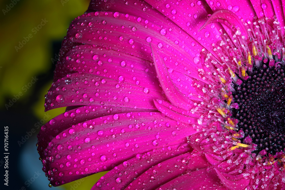 Fresh wet gerbera flower close-up at spring. Fresh wet gerbera flower close-up at spring.
