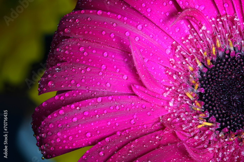 Fresh wet gerbera flower close-up at spring. 