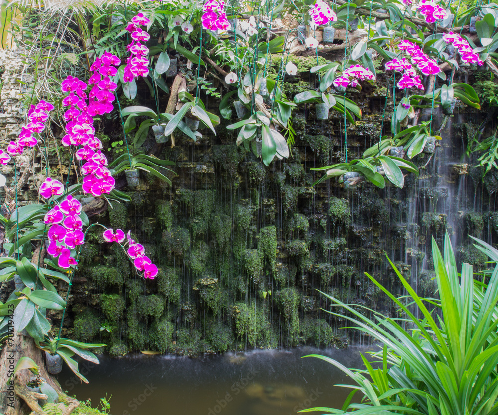 white and purple orchid near the waterfall white and purple orchid near the waterfall