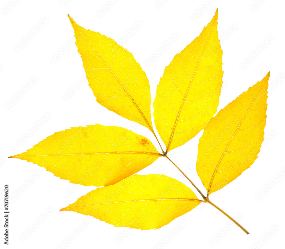 Yellow ash leaf Yellow ash leaf