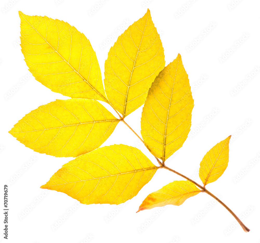 Yellow ash leaf Yellow ash leaf