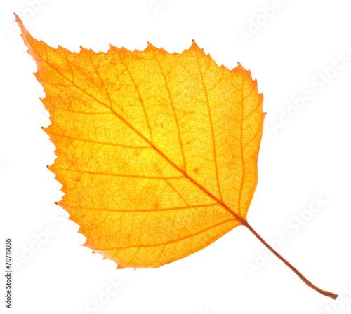 Yellow birch leaf isolated