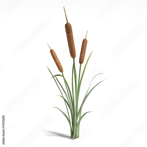 3d illustration of a cattail plant