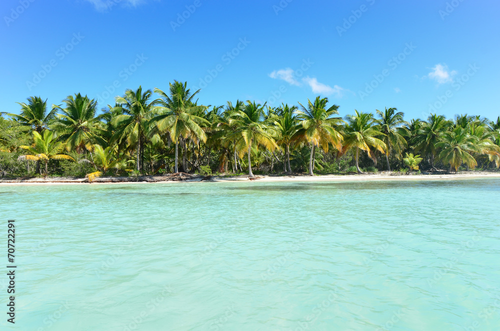 Seacoast with palm trees