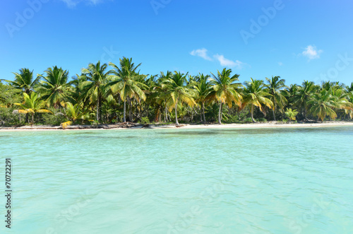 Seacoast with palm trees