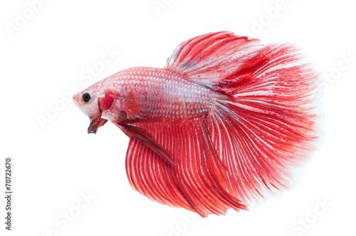 beautiful betta splendens isolated on white background