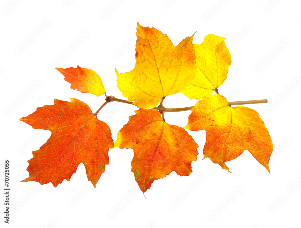 autumn leaves autumn leaves