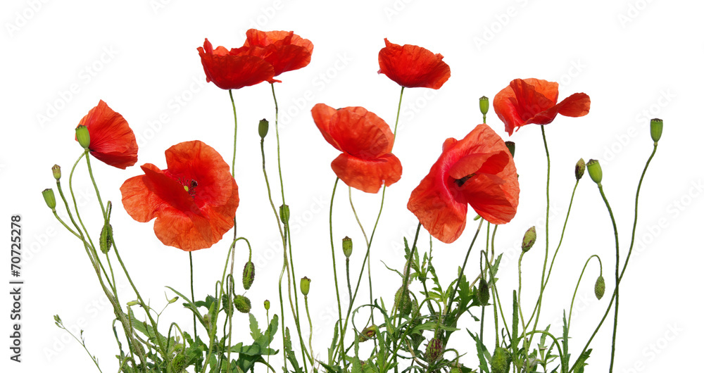 Fototapeta premium red poppy