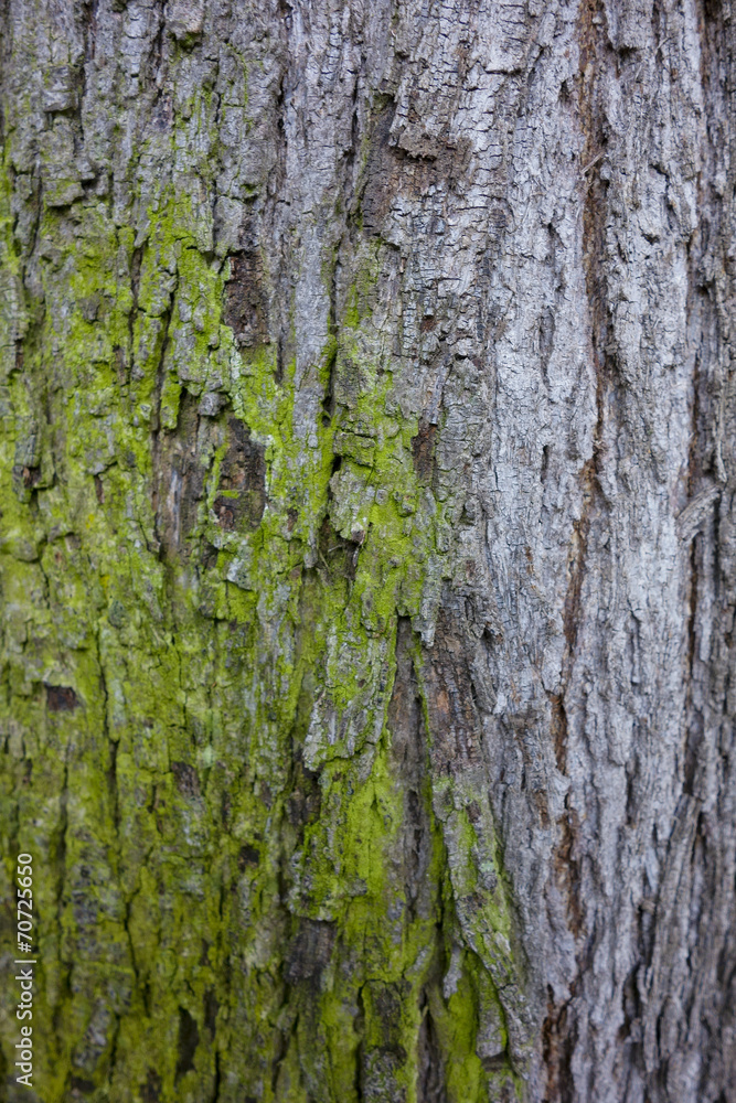 Obraz premium Moss Take Over Coexistence, Closeup