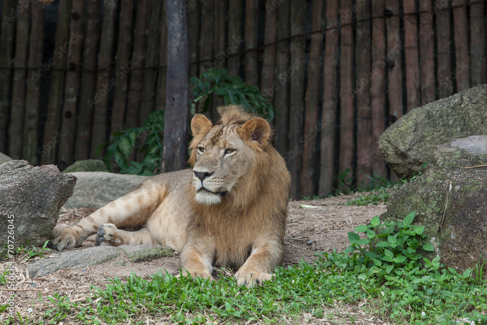 Obraz premium The lion sitting