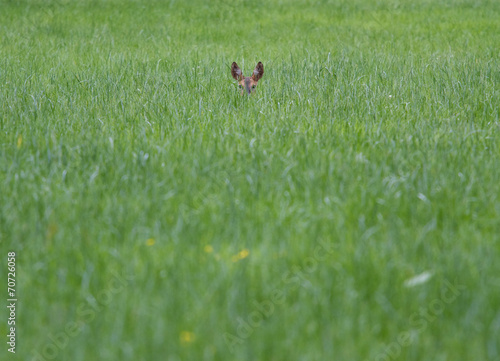 Deer in a field © Thijs Schouten
