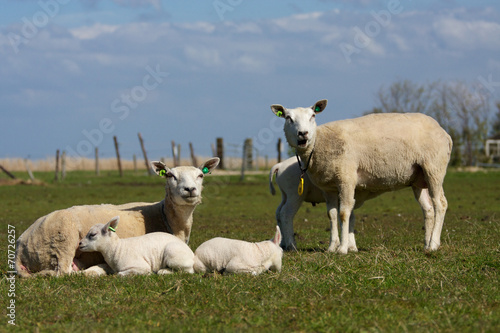 Flock of lambs