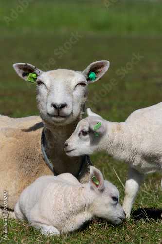 A photo of sheep with lambs