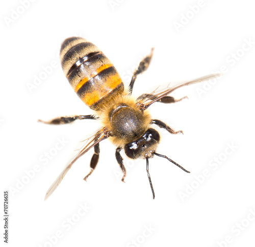 bee on white background