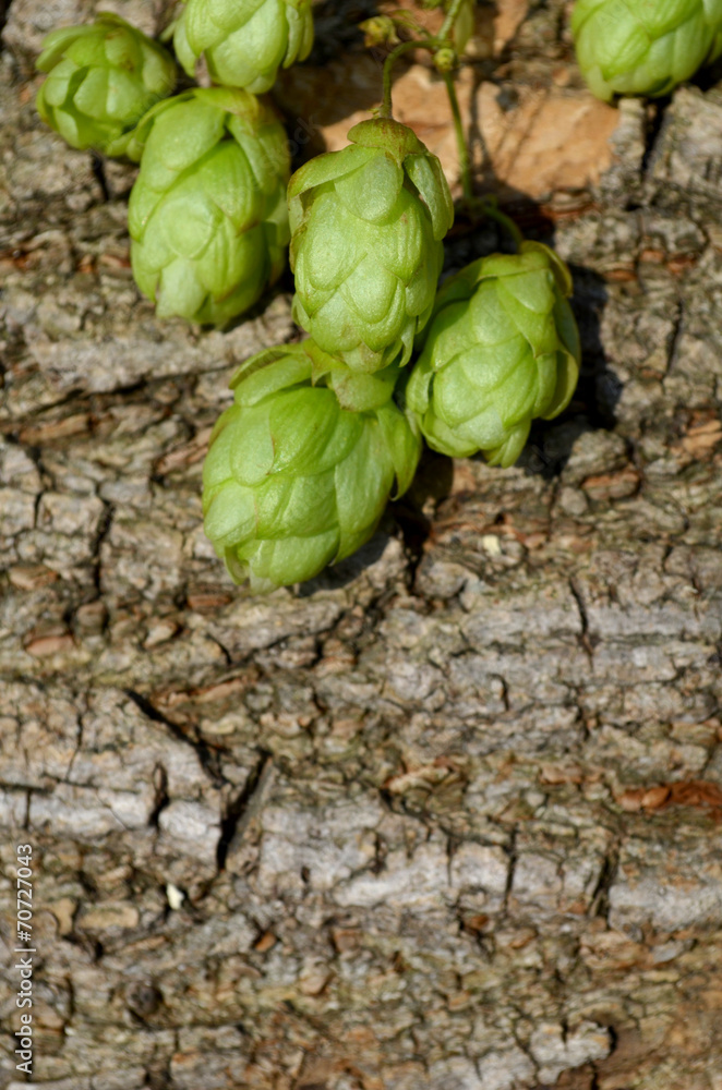 Fototapeta premium szyszki chmielu