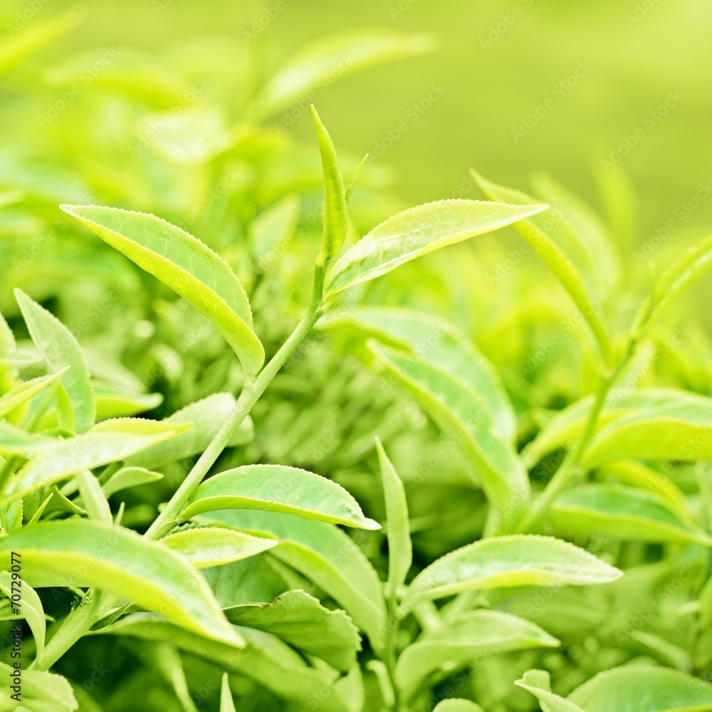 Fototapeta premium tea leaves