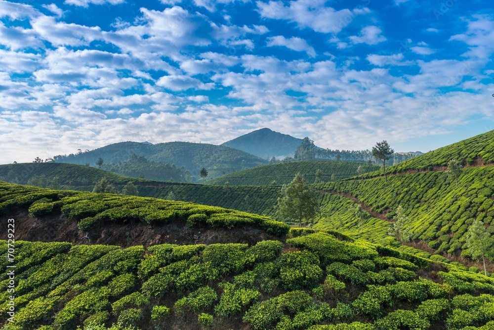 Tea plantations.Kerala.India