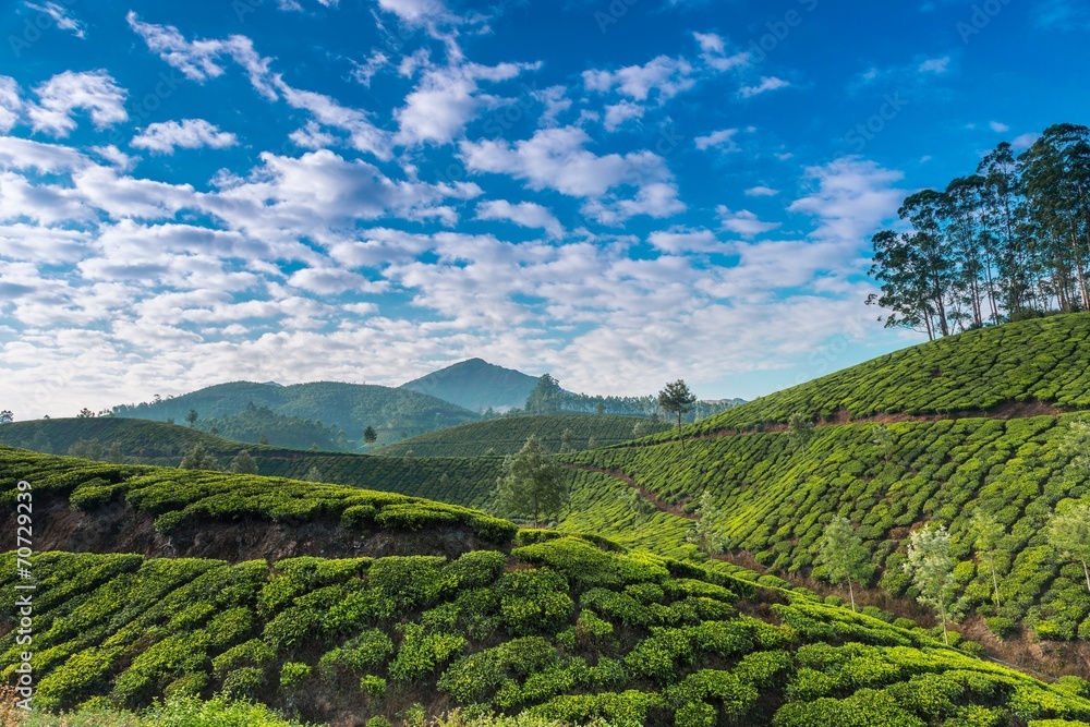 Tea plantations.Kerala.India