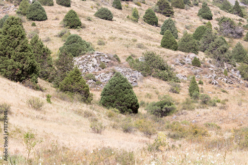 trees in the mountains in nature