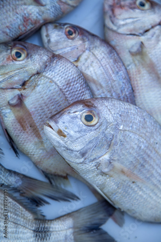 Fresh fish