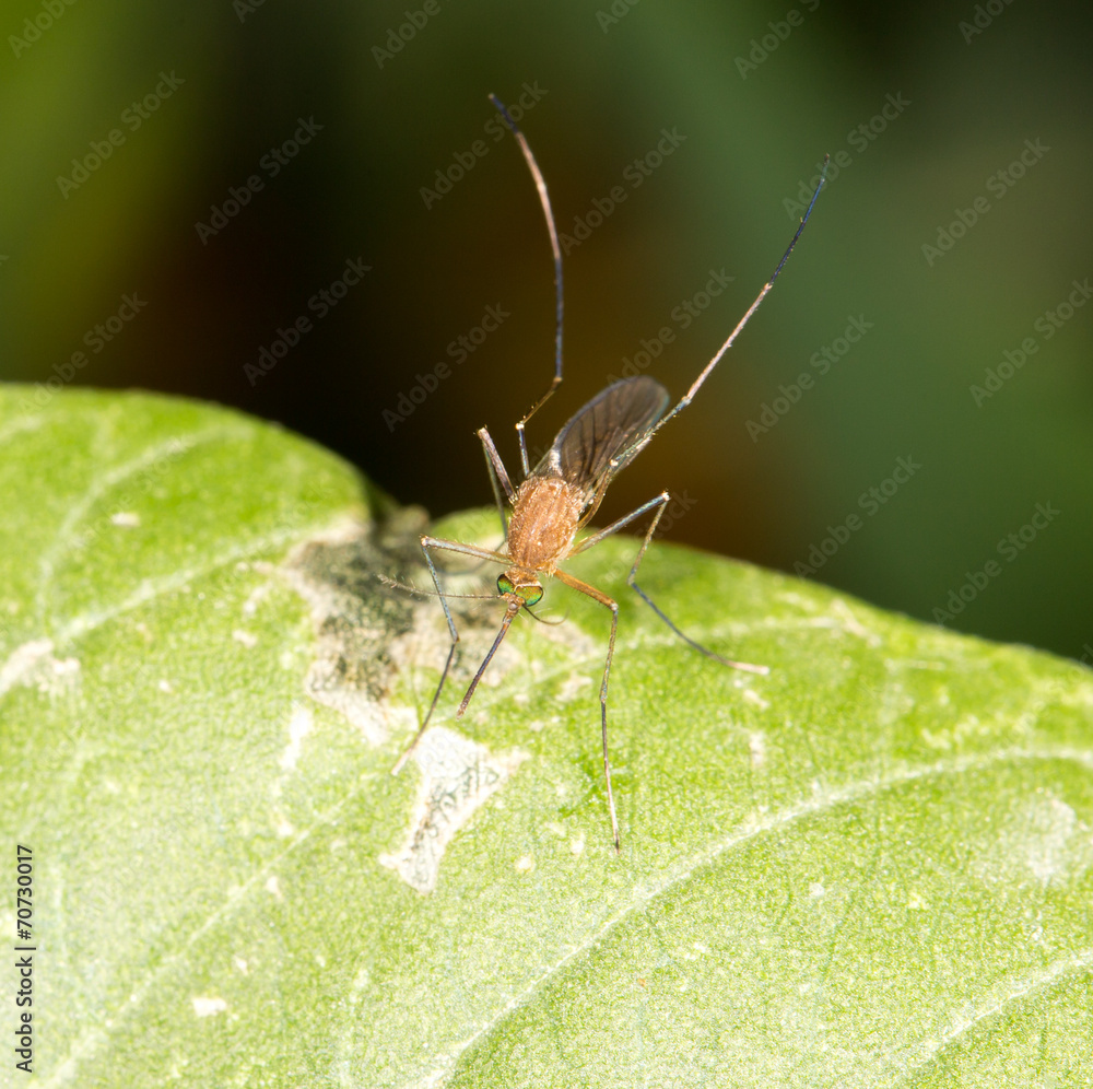 mosquito on green leaf mosquito on green leaf