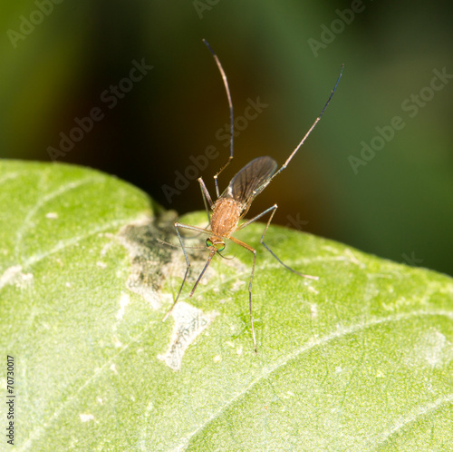 mosquito on green leaf