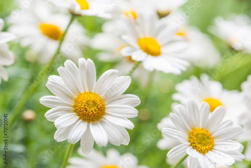 Fototapeta Naklejka Na Ścianę i Meble -  naure power