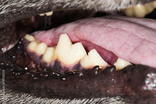 the dog's teeth. close-up