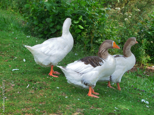 geese