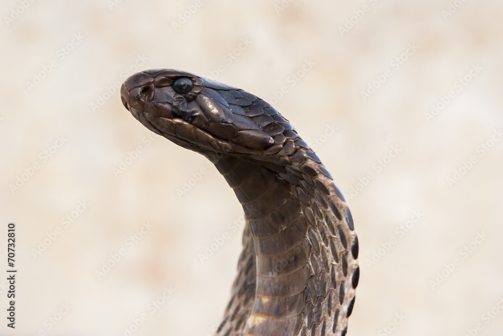 Fototapeta premium Cobra - Schlange