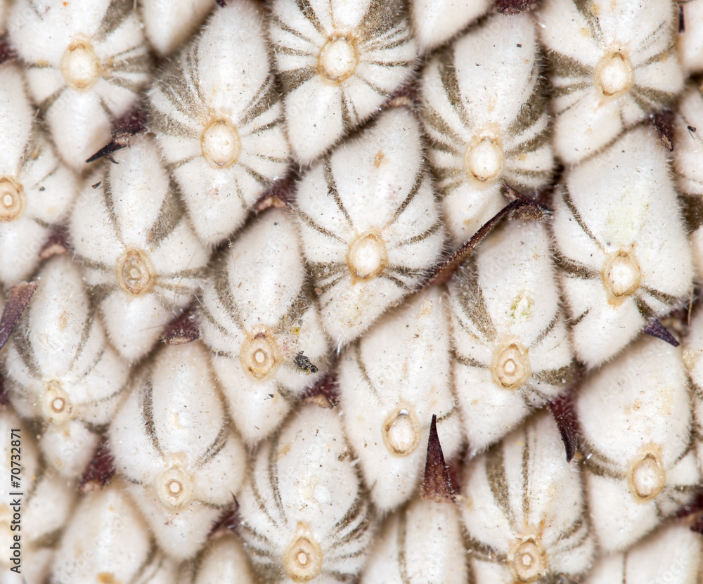 seeds in a sunflower. close-up seeds in a sunflower. close-up